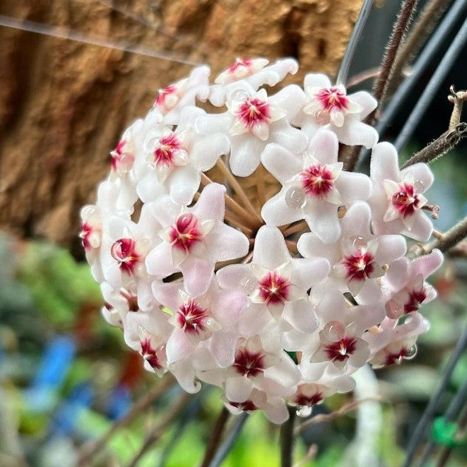 Hoya Wilbur Graves Plant with silver-speckled leaves and pink-white flowers.