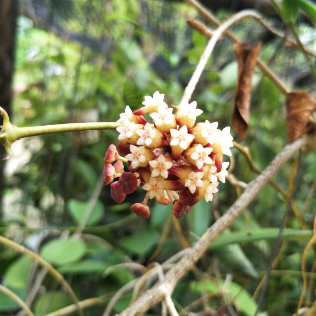 hoya callistophylla