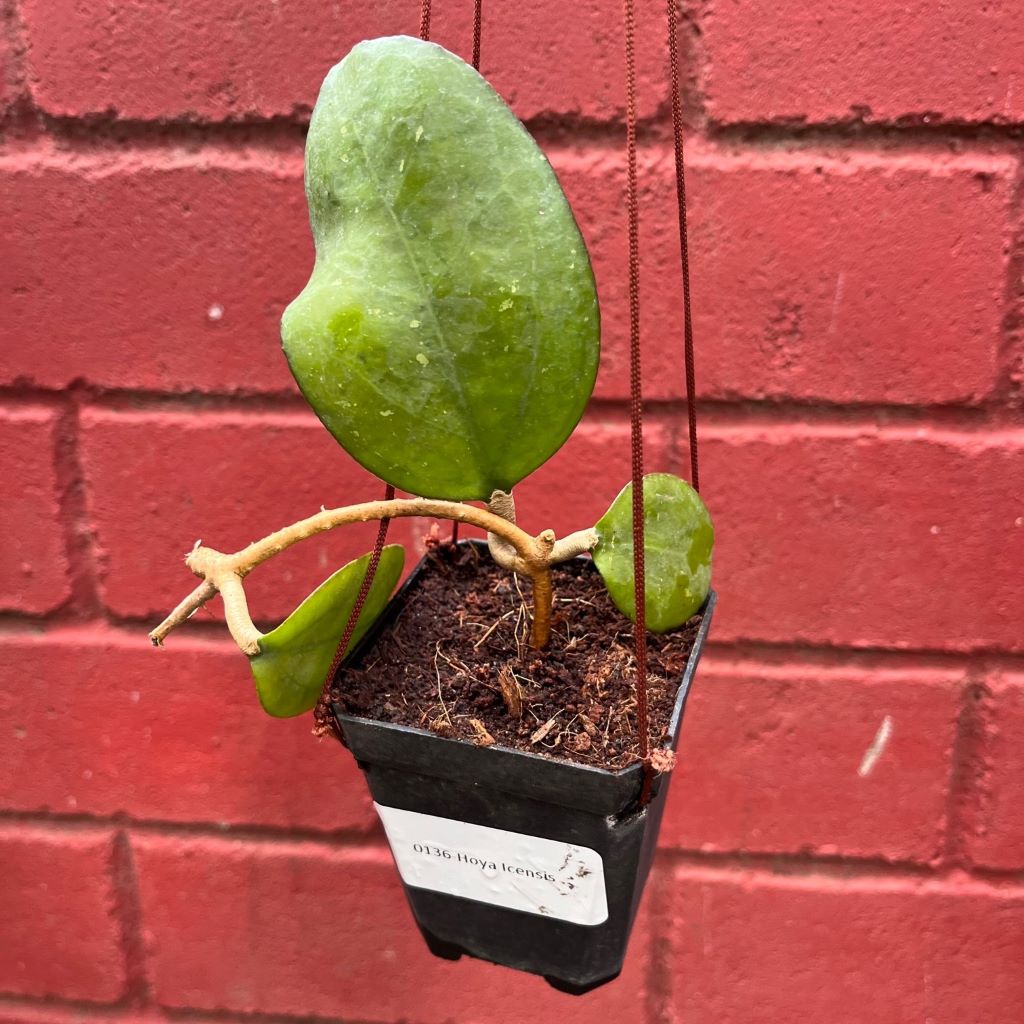 Hoya Icensis-myBageecha