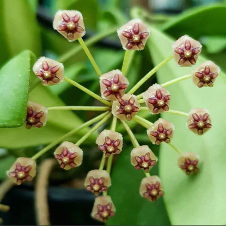 Hoya Incurvula Plant-myBageecha