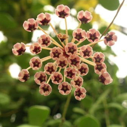 Hoya Incurvula Plant-myBageecha