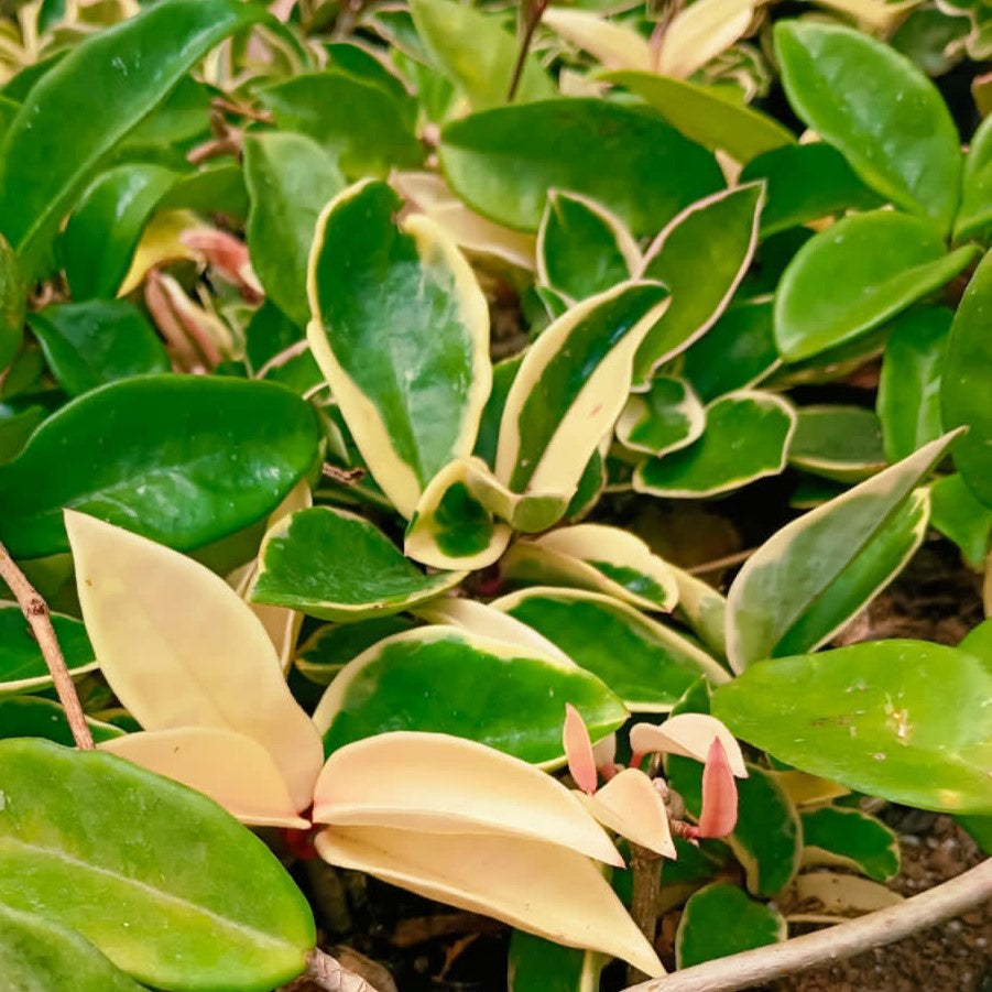 Hoya Krimson Princess Plant - myBageecha