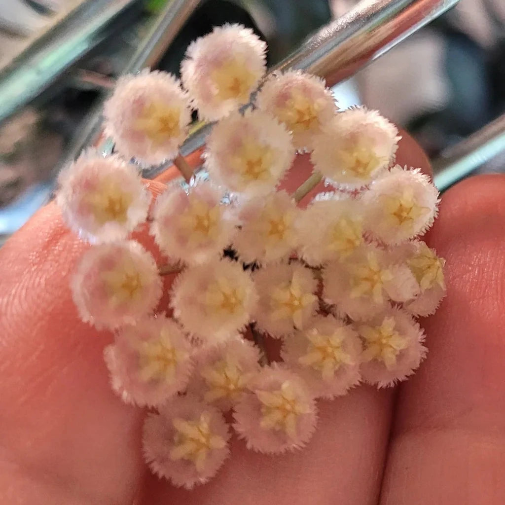 Hoya macrophylla 'Pot of Gold'-myBageecha