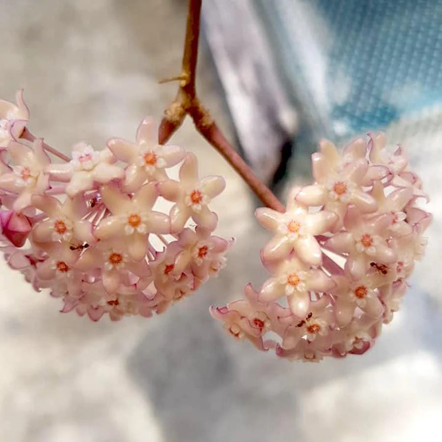 Hoya macrophylla 'Pot of Gold'-myBageecha