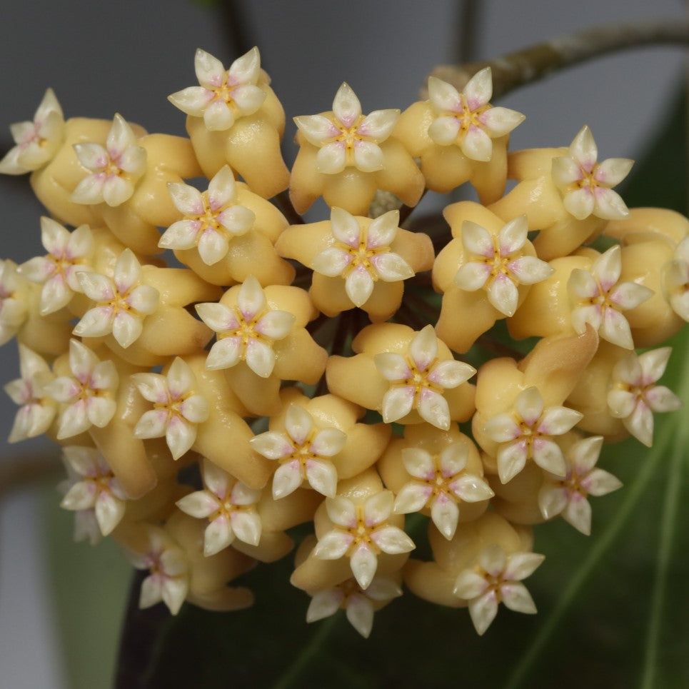 Hoya sp. PNG SV 432