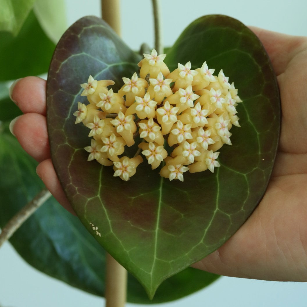 Hoya sp. PNG SV 432