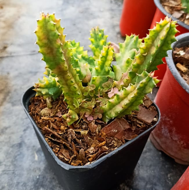 Huernia Zebrina Variegata Succulent Plant-myBageecha