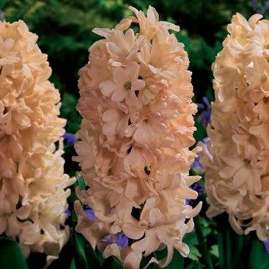 Hyacinth ‘Apricot Passion’ Bulbs – Peach Pink Spring Blooms