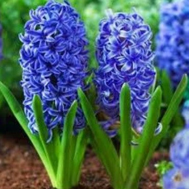Hyacinth ‘Blue Jacket’ Bulbs – Bright Blue Spring Flowers