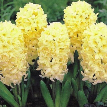 Hyacinth ‘City of Haarlem’ Bulbs – Soft Yellow Spring Blooms