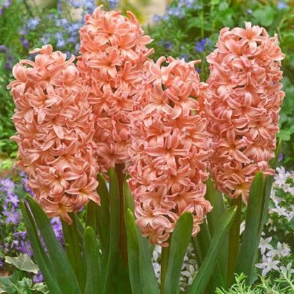 Hyacinth ‘Gypsy Queen’ Bulbs – Coral Orange Spring Blooms
