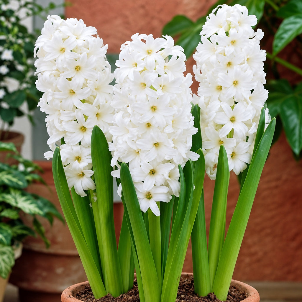 Spikes of Hyacinth Aiolos