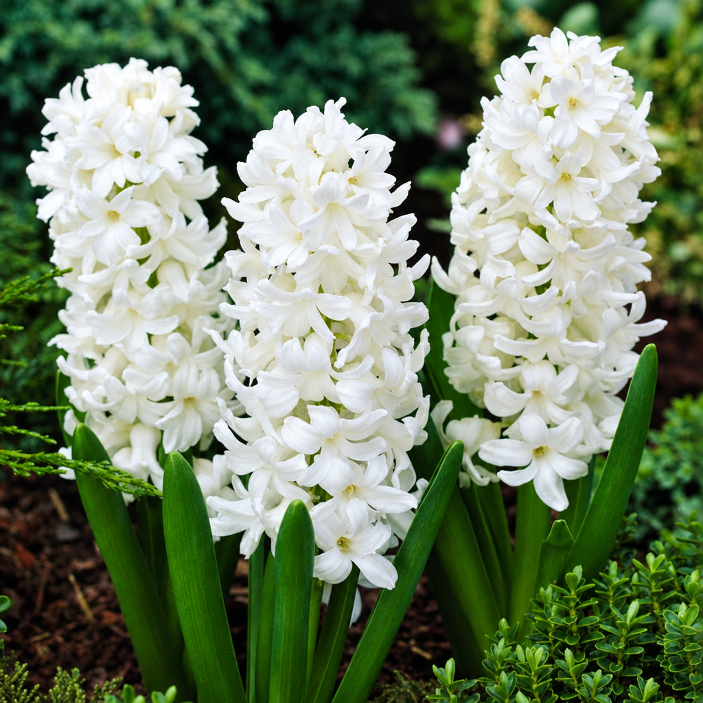 Hyacinth 'Aiolos' white bloom-mybageecha
