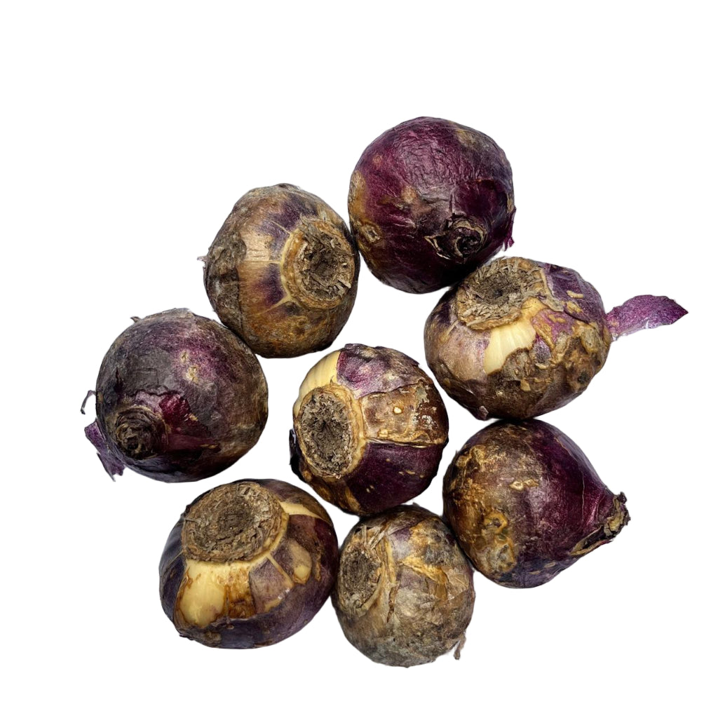 Hyacinth ‘Apricot Passion’ bulbs known for scented apricot-pink spring blossoms