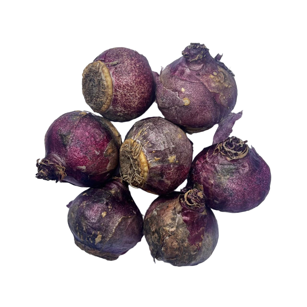 Hyacinth ‘Jan Bos’ bulbs producing richly scented pink flowers in spring