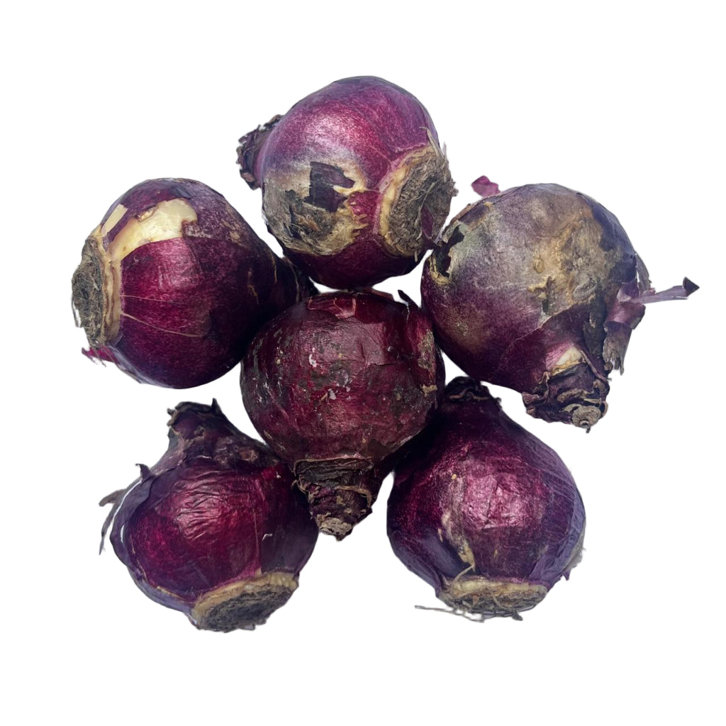 Hyacinth ‘Blue Jacket’ bulbs yielding richly scented blue spring blooms