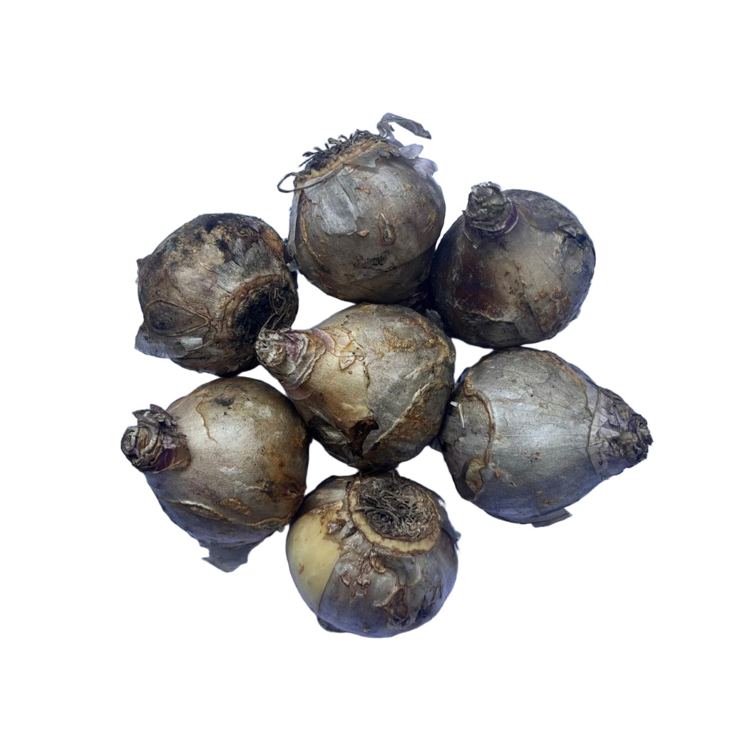 Hyacinth ‘City of Haarlem’ bulbs known for fragrant yellow spring blossoms