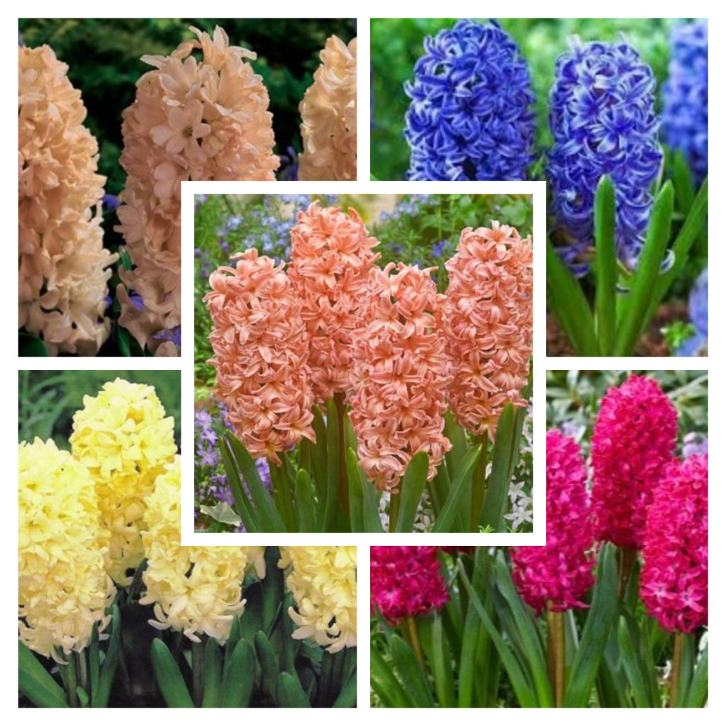 Mixed Hyacinth flowers in vibrant colours blooming in a spring garden-myBageecha