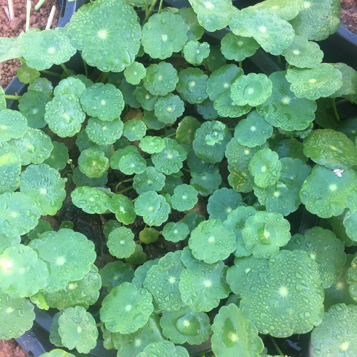 Hydrocotyle Vulgaris Plant trailing foliage – myBageecha