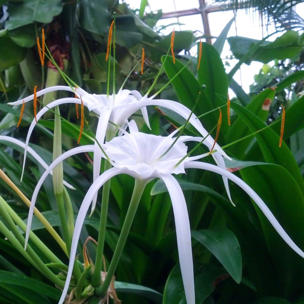 Hymenocallis littoralis (Bulbs)-myBageecha