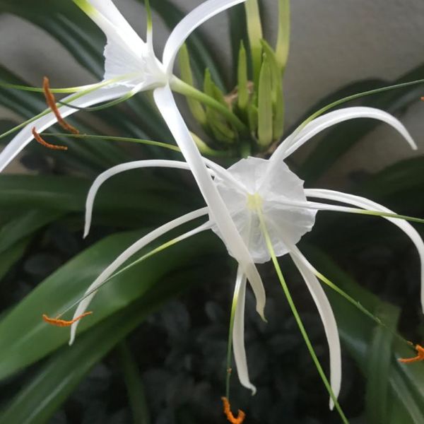 Hymenocallis littoralis (Bulbs)