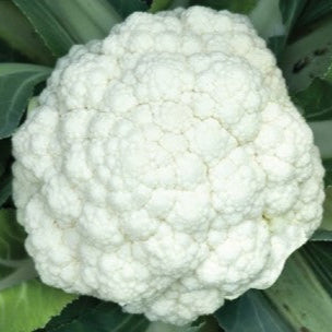 Cauliflower Indam-Poornima biennial hybrid crop – myBageecha