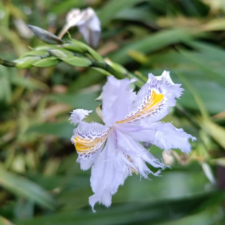 Iris Japonica Plant-myBageecha