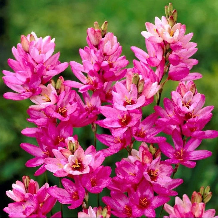Ixia 'Mabel' (Bulbs)