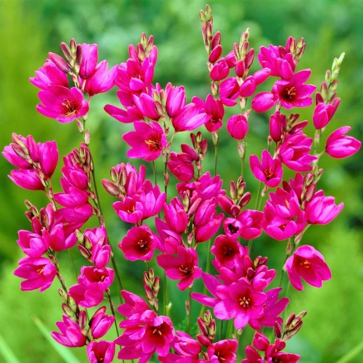 Ixia 'Mabel' (Bulbs)-myBageecha