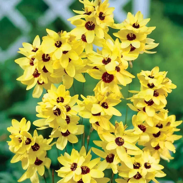 Ixia Yellow Emperor (Bulbs)-myBageecha