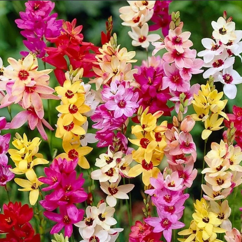 Ixia Mixed (Bulbs)-myBageecha