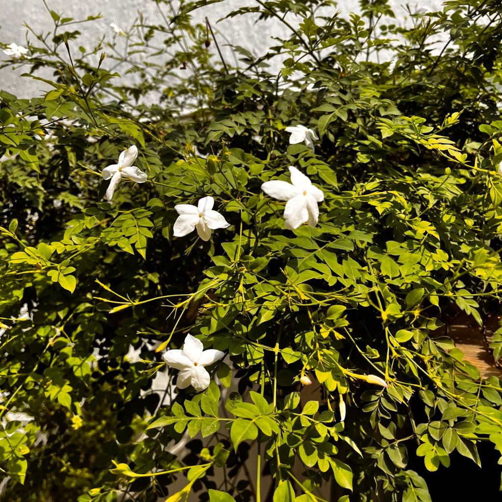 Jasminum Grandiflorum Chameli Plant-myBageecha