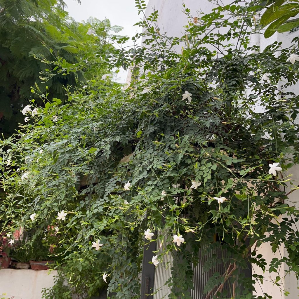 Jasminum Grandiflorum Chameli Plant-myBageecha