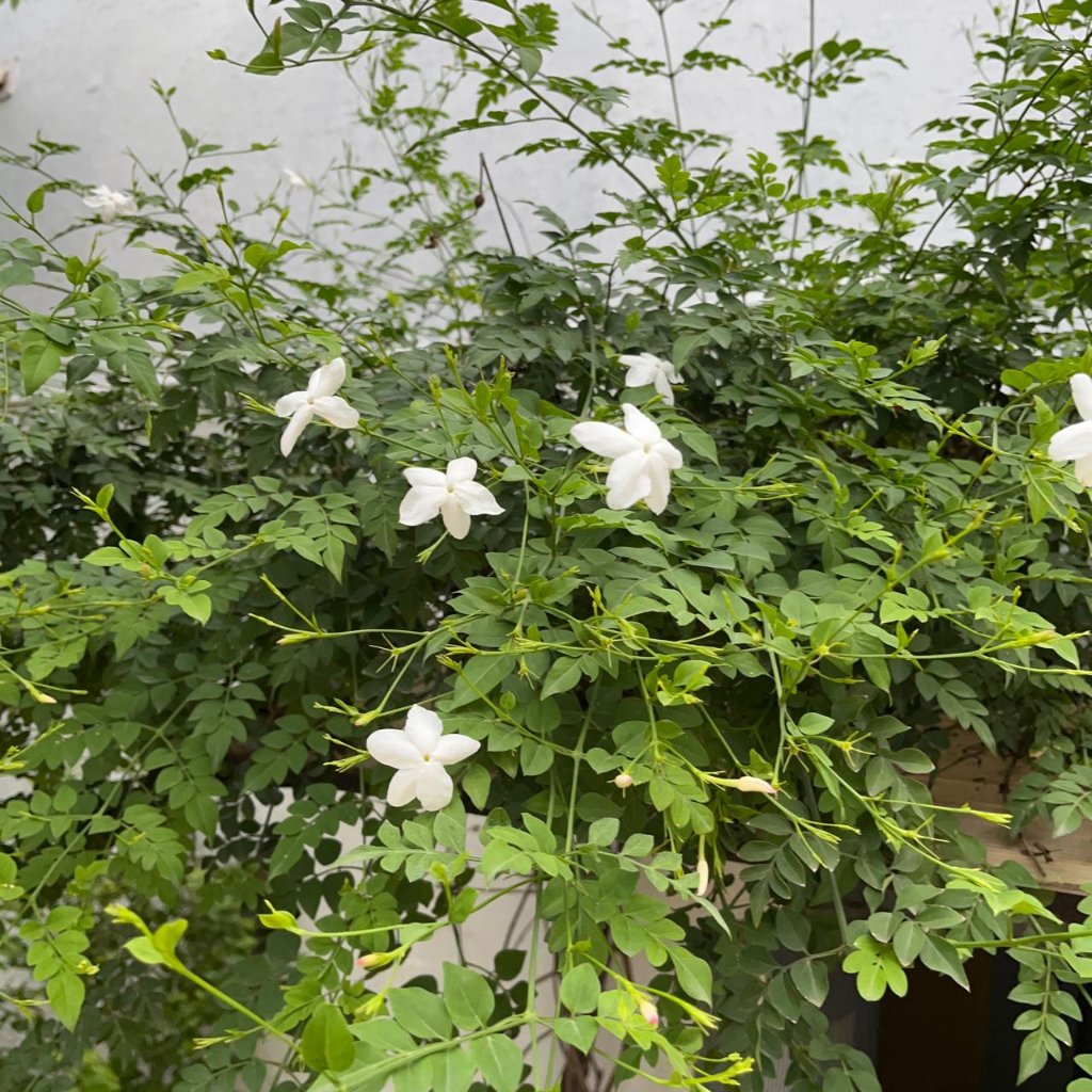 Jasminum Grandiflorum Chameli Plant-myBageecha