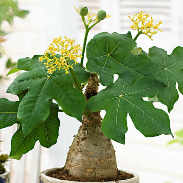 Jatropha Podagrica Compacta 'Yellow Flower' Cactus Plant-myBageecha