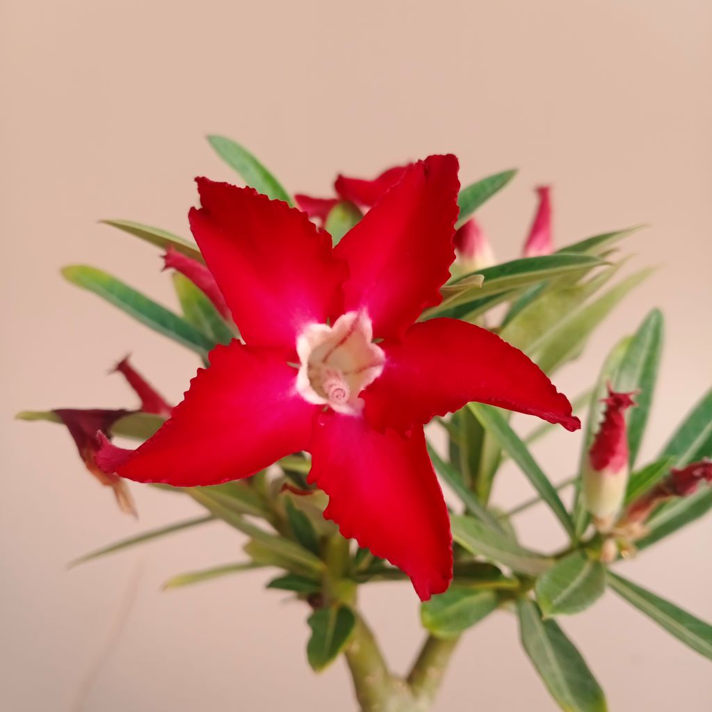 Jester Flock Adenium Plant - myBageecha