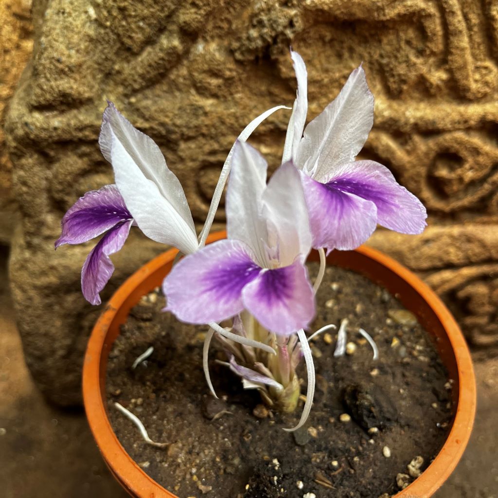 Kaempferia Rotunda - Peacock Ginger