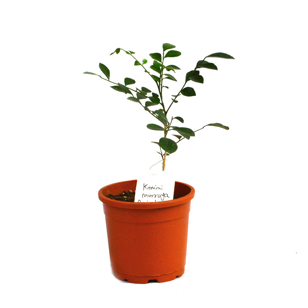 Kamini Murraya Paniculata Plant - myBageecha