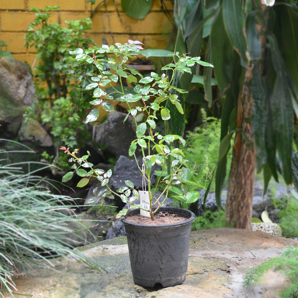 Kashmir Rose Shrub Rose Plant - myBageecha