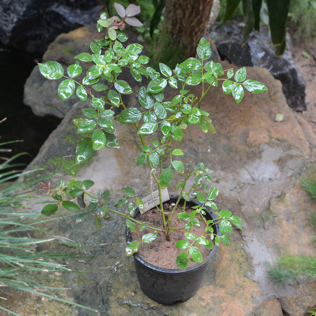 Kashmir Rose Shrub Rose Plant - myBageecha