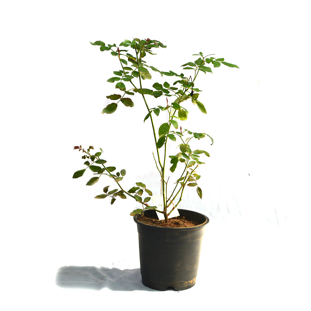 Kashmir Rose Shrub Rose Plant - myBageecha