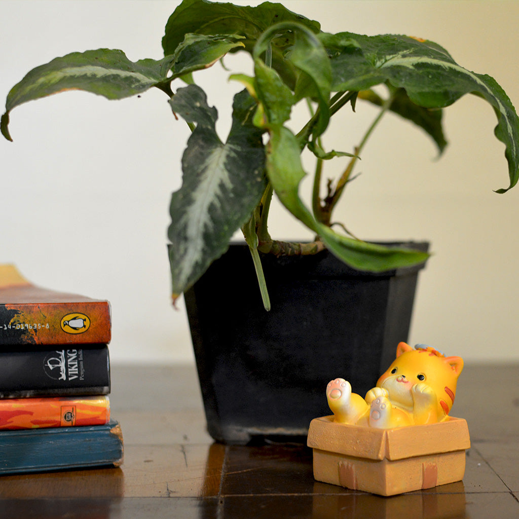 Miniature Kitten in Box Decor – Terrarium & Fairy Garden Resin Figurine