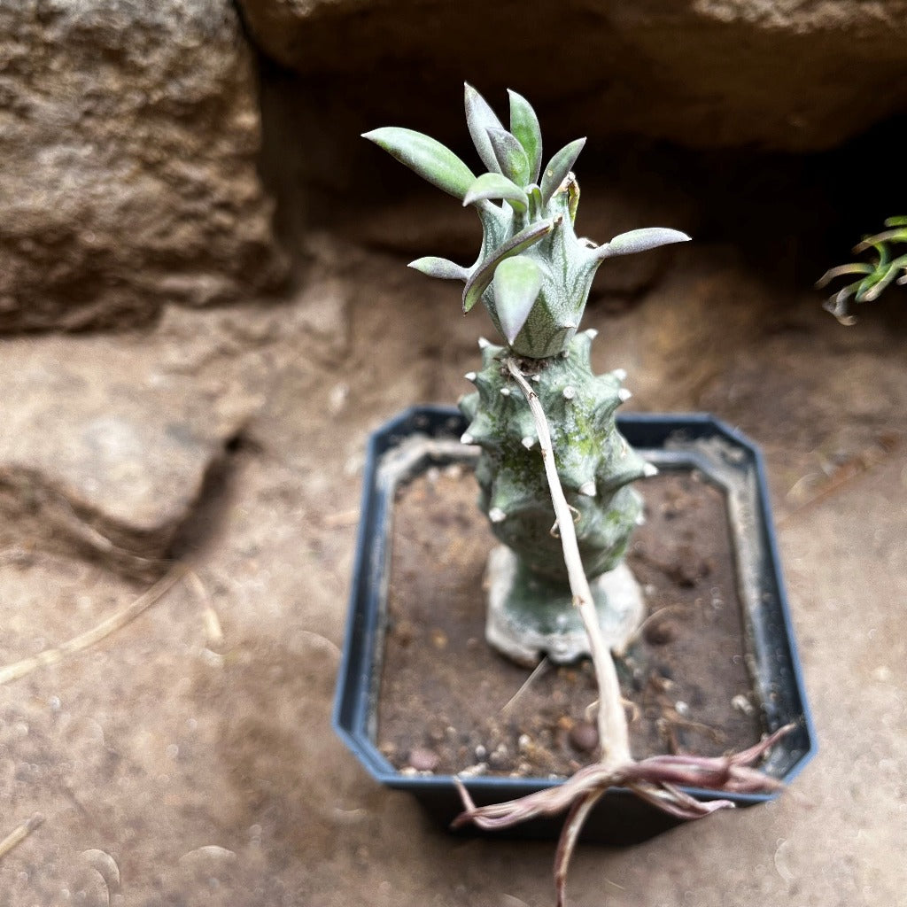 Kleinia saginata Succulent Plant - myBageecha