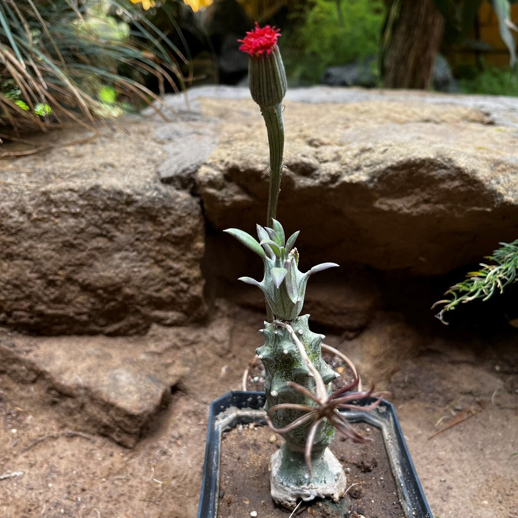 Kleinia saginata Succulent Plant - myBageecha