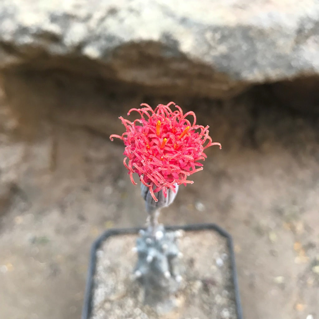 Kleinia saginata Succulent Plant - myBageecha