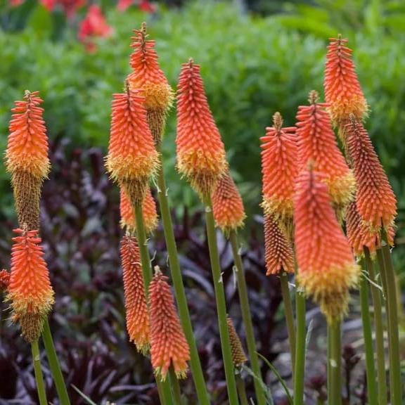 Torch Lily-Kniphofia uvaria-myBageecha