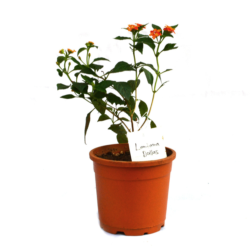 Lantana Dallas Plant - myBageecha
