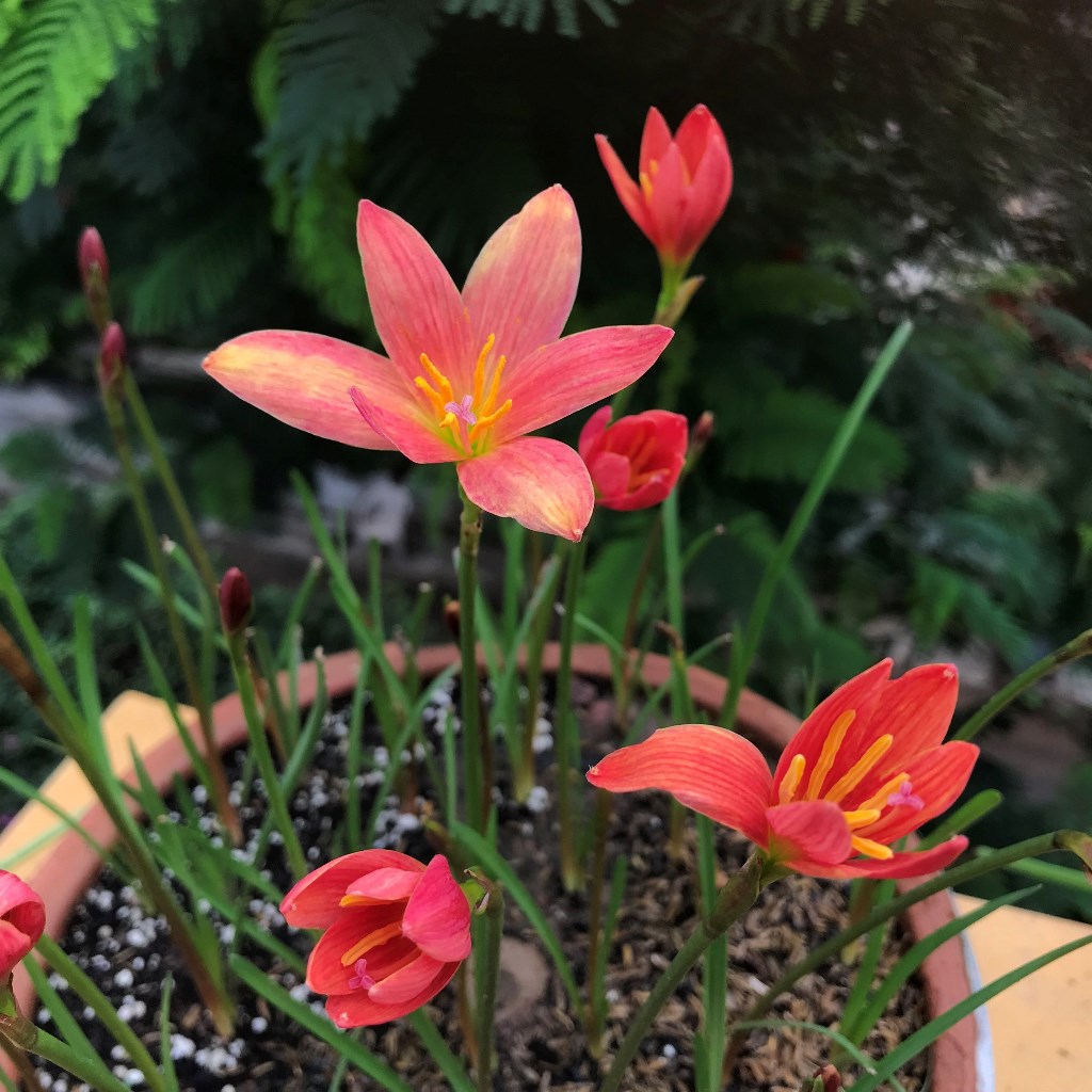 Rain Lily 'Lavalon' (Bulbs)