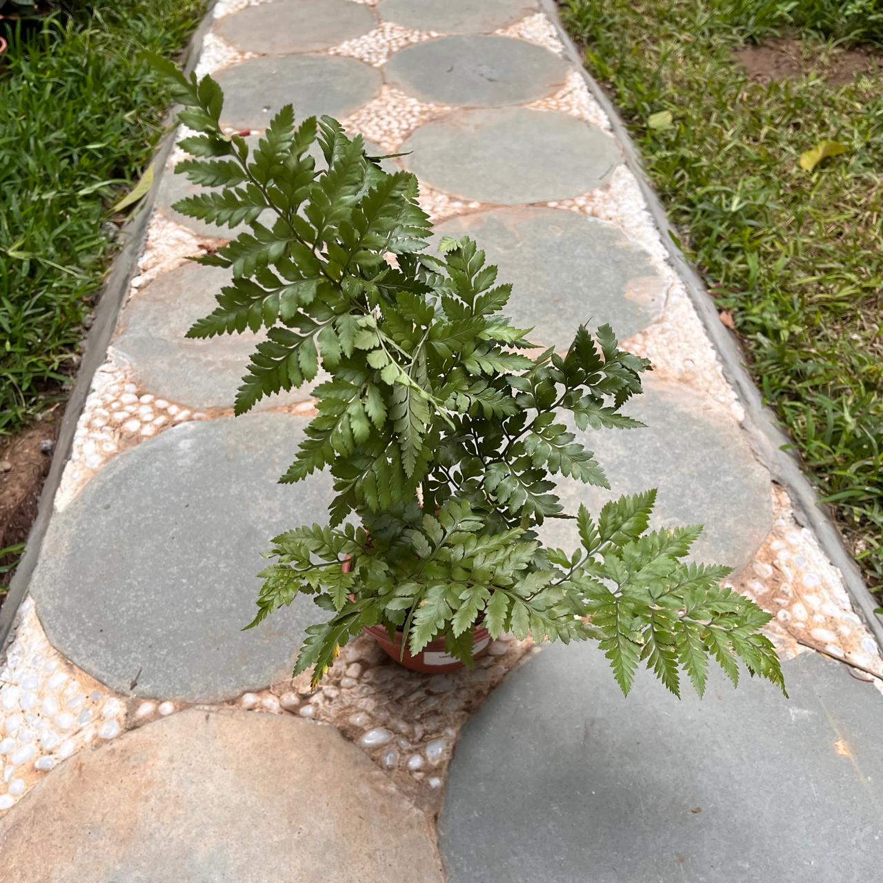 Leatherleaf Fern Plant