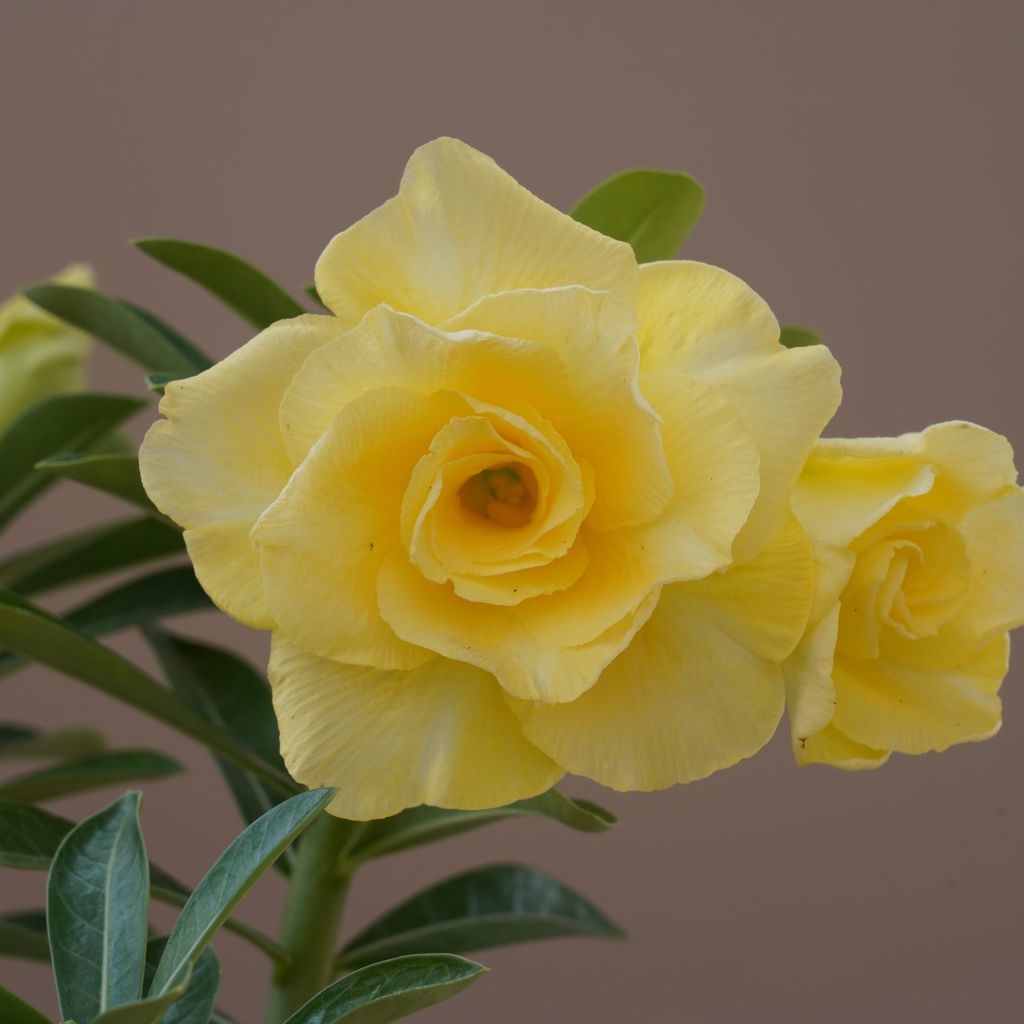 Lemon Glow Adenium Plant -myBageecha